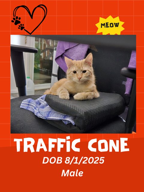 Traffic Cone - Photo 3