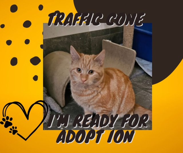 Traffic Cone - Photo 4