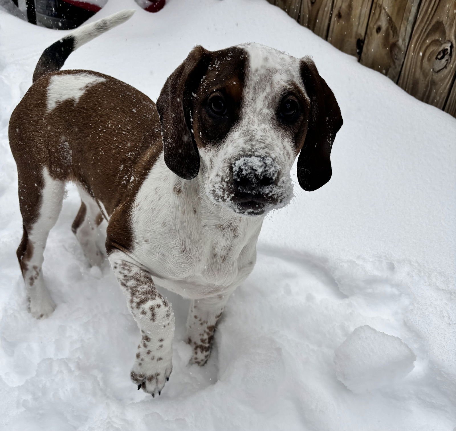 CAMBRIA - Labrador Retriever / English Coonhound available for adoption
