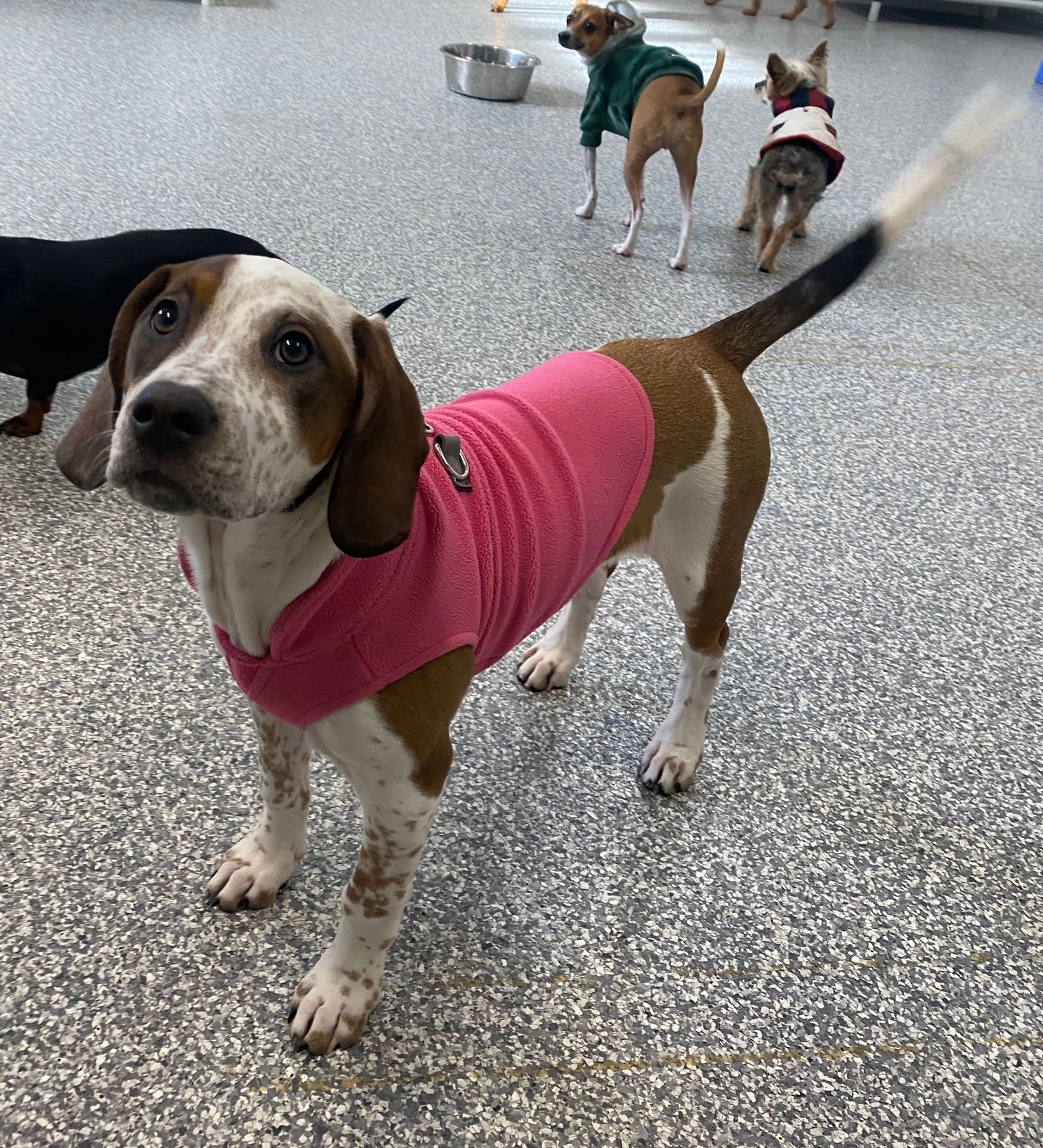 CAMBRIA - Labrador Retriever / English Coonhound available for adoption