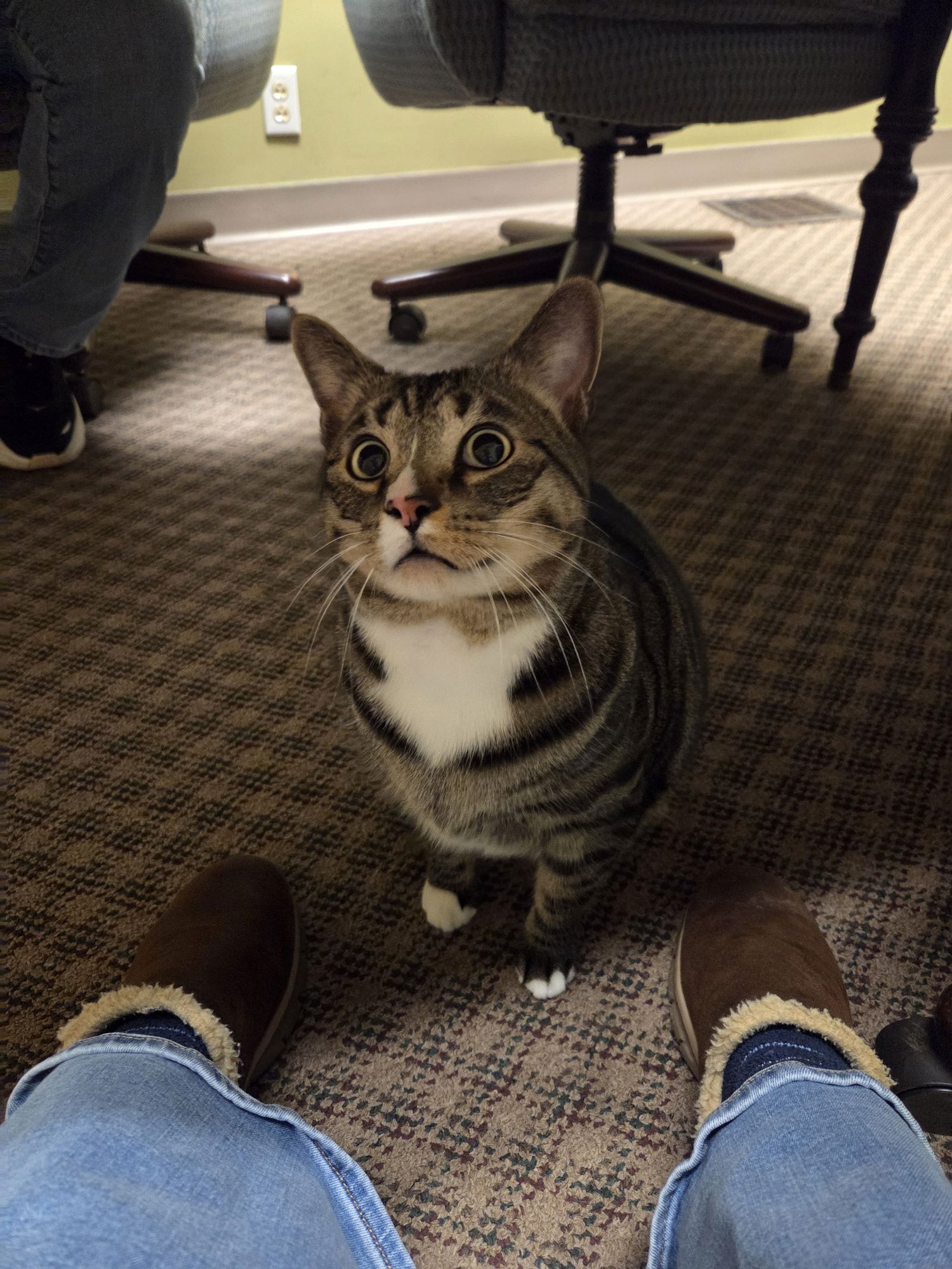 WALLY - Domestic Short Hair available for adoption