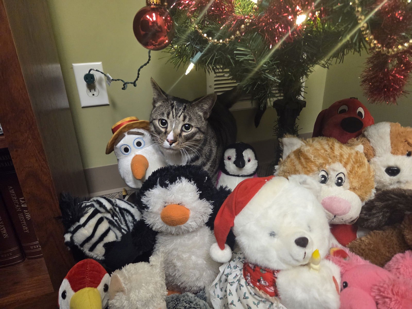 WALLY - Domestic Short Hair available for adoption