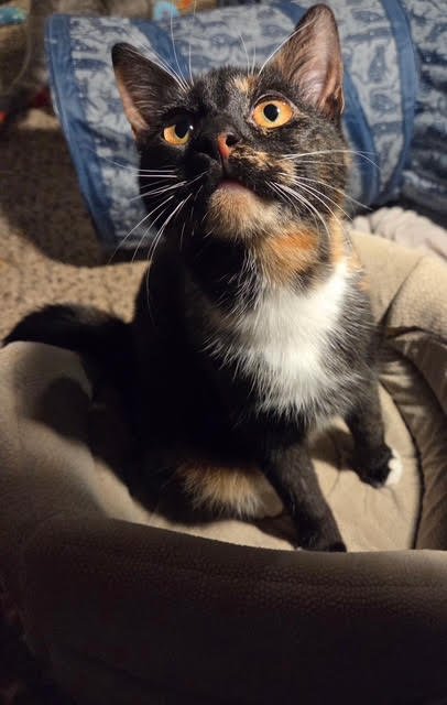 DETOUR - Domestic Short Hair available for adoption