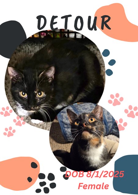 DETOUR - Domestic Short Hair available for adoption