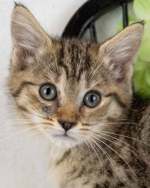 SCULLY - Domestic Short Hair / Tabby available for adoption