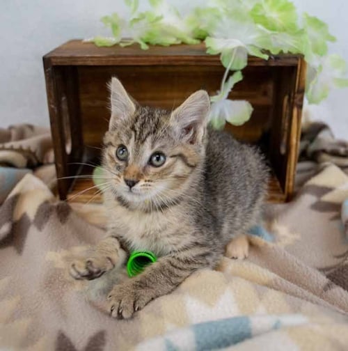 SCULLY - Domestic Short Hair / Tabby available for adoption