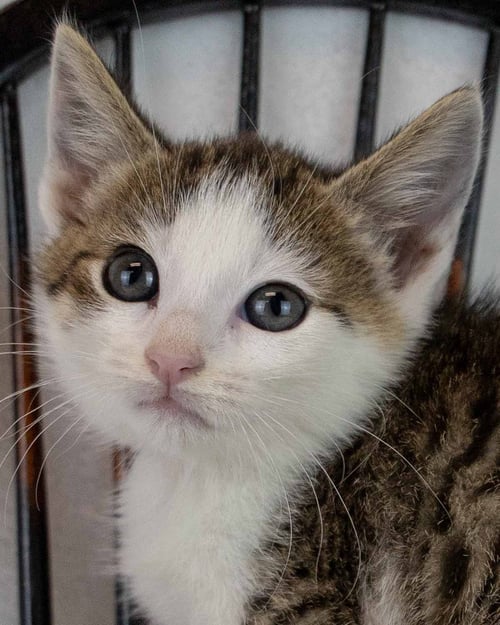 CHOLULA - Domestic Short Hair / Tabby available for adoption