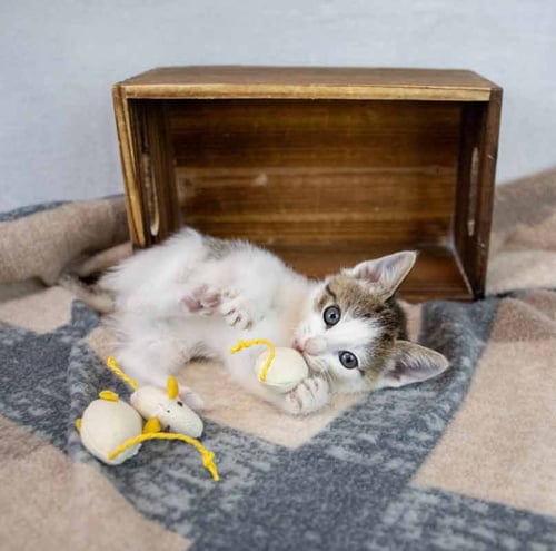 CHOLULA - Domestic Short Hair / Tabby available for adoption