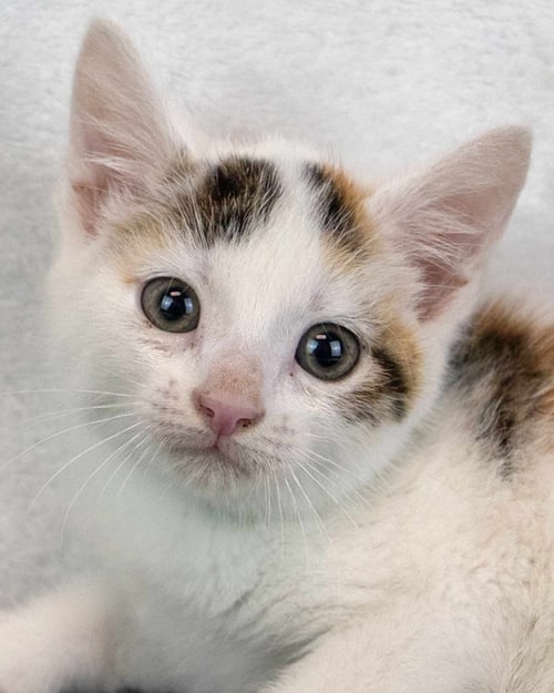 GINGER - Domestic Short Hair / Calico available for adoption