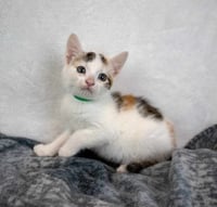 Ginger - Photo 2