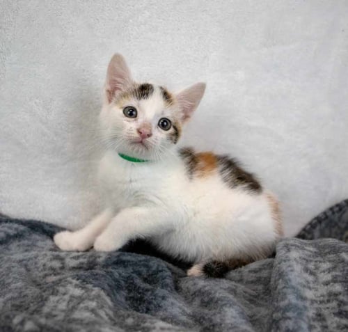 GINGER - Domestic Short Hair / Calico available for adoption