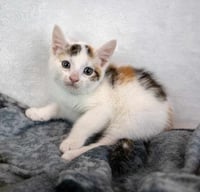 Ginger - Photo 3