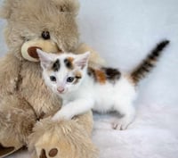 Ginger - Photo 4