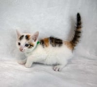 Ginger - Photo 5