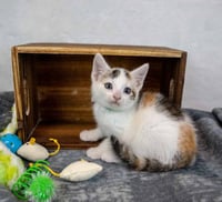 Ginger - Photo 6