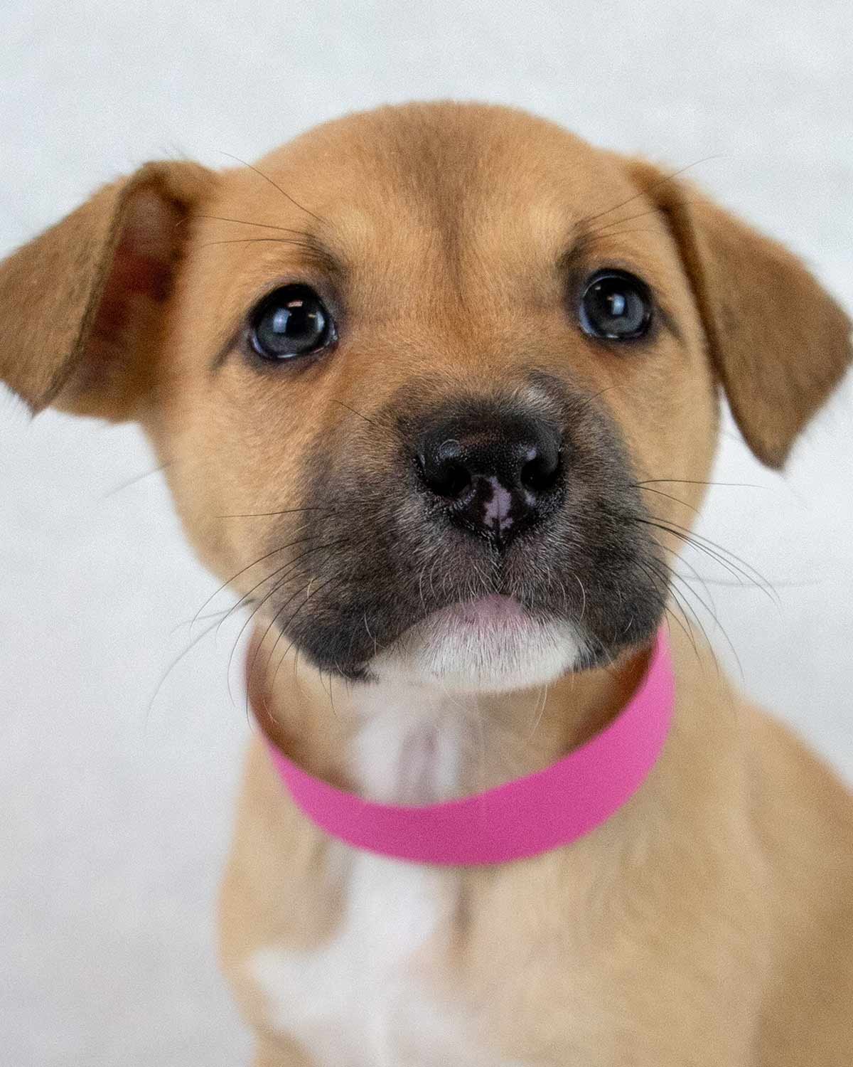 SUE ELLEN - Terrier / Shepherd available for adoption