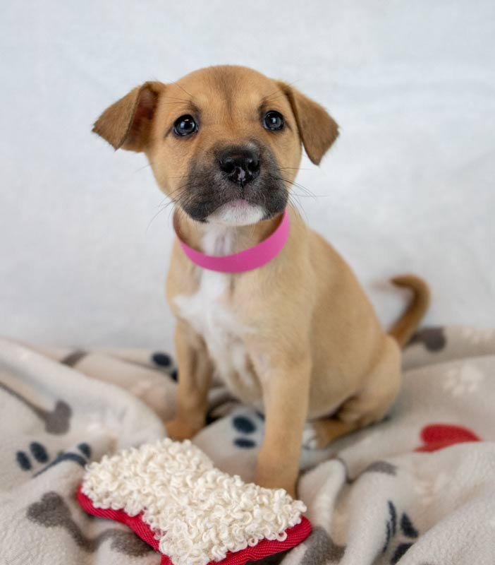 SUE ELLEN - Terrier / Shepherd available for adoption