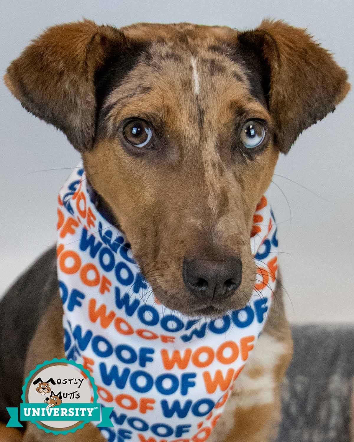 CASANOVA - Catahoula Leopard Dog available for adoption