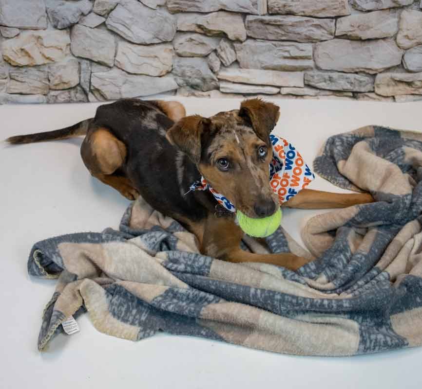 CASANOVA - Catahoula Leopard Dog available for adoption