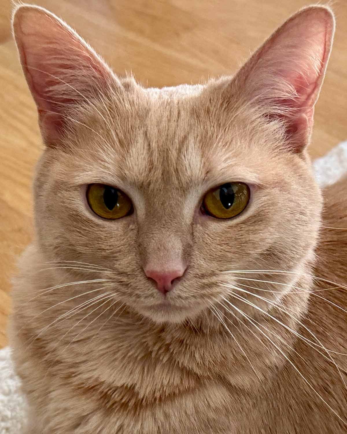 MU SHU - Domestic Short Hair available for adoption