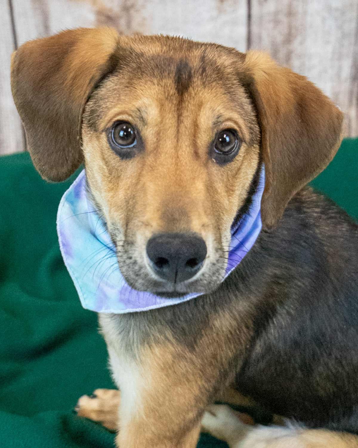SHILOH - Hound / Shepherd available for adoption
