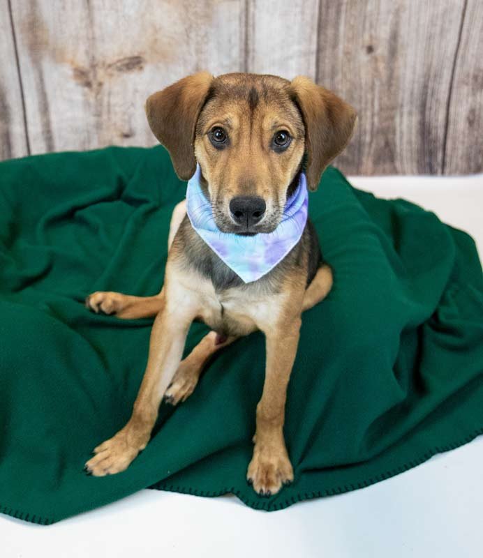 SHILOH - Hound / Shepherd available for adoption