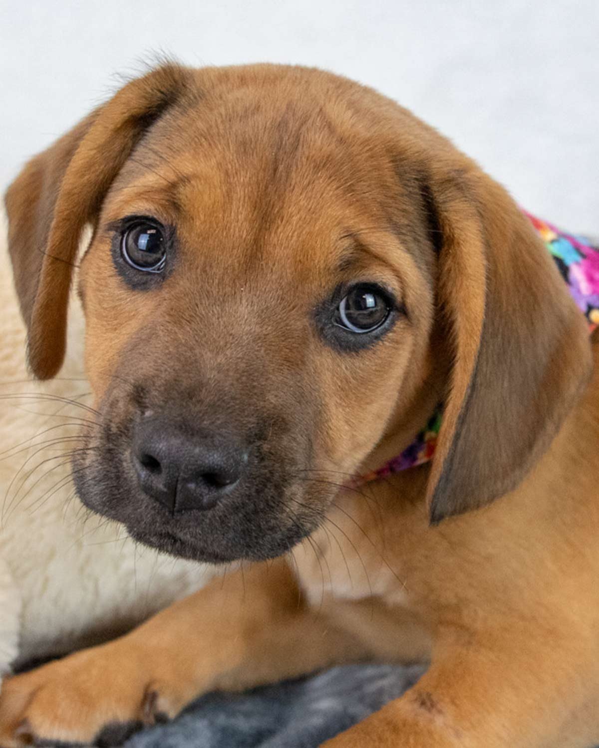 BUZZ - Beagle / Bulldog available for adoption
