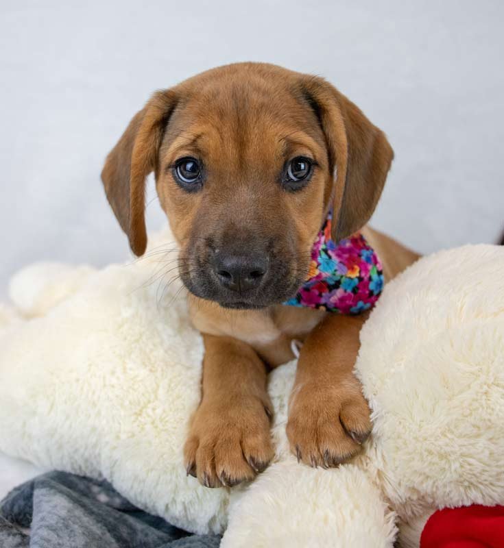 BUZZ - Beagle / Bulldog available for adoption