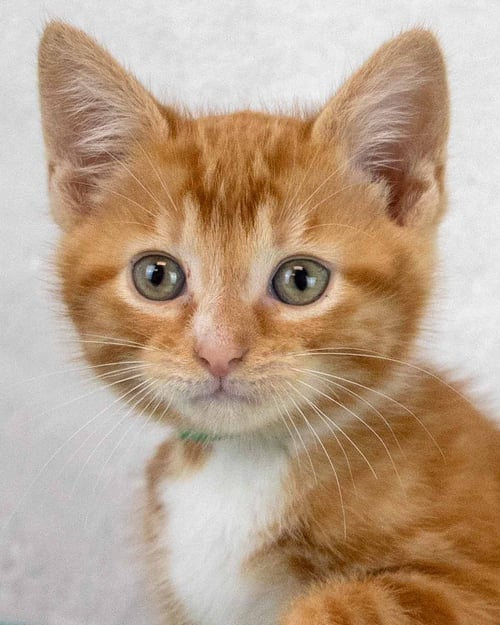 CORY - Domestic Short Hair / Tabby available for adoption
