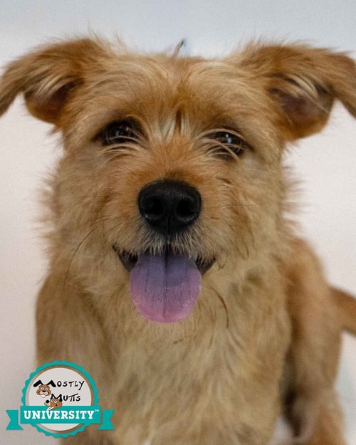 HAMILTON