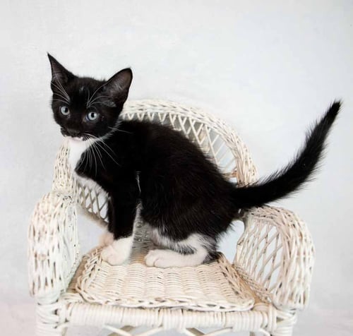 LOAFER - Domestic Short Hair / Tuxedo available for adoption