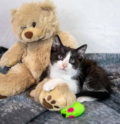 BOZO - Domestic Short Hair available for adoption