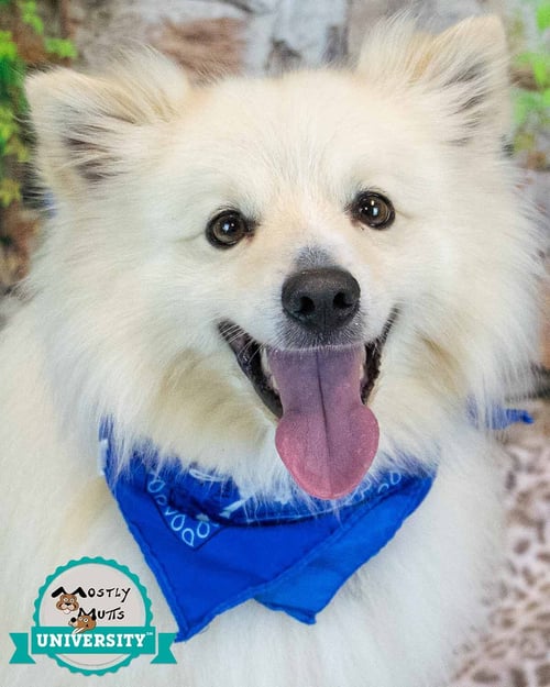 THADDEUS - Pomeranian / Spitz available for adoption