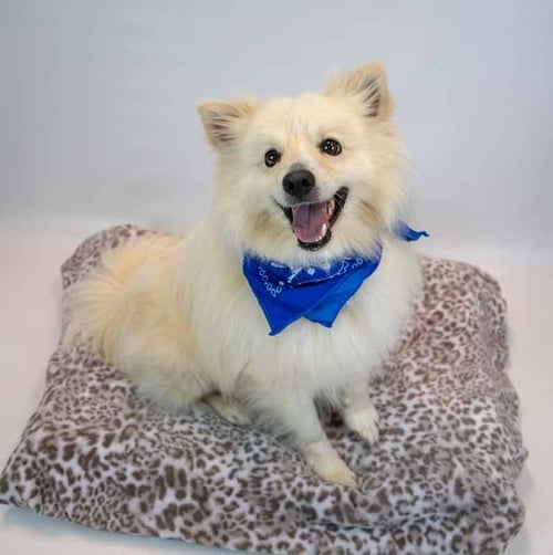THADDEUS - Pomeranian / Spitz available for adoption