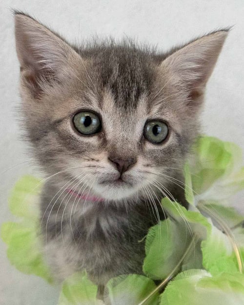 HERMIONE - Domestic Short Hair / Tabby for adoption in Atlanta