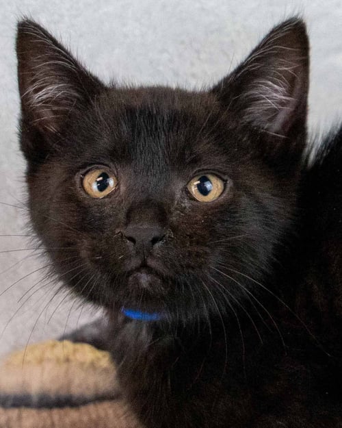 BRUIN - Domestic Short Hair for adoption in Atlanta