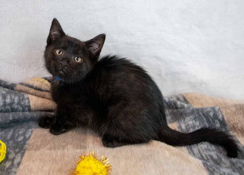 BRUIN - Domestic Short Hair available for adoption