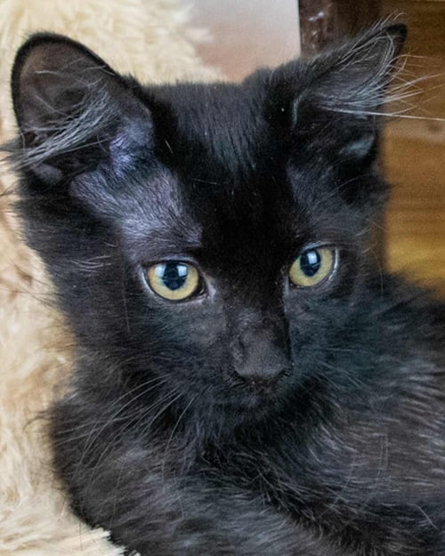 BENEDICT - Domestic Medium Hair available for adoption