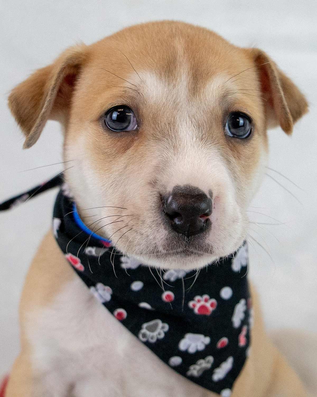 J.R. - Terrier / Shepherd available for adoption