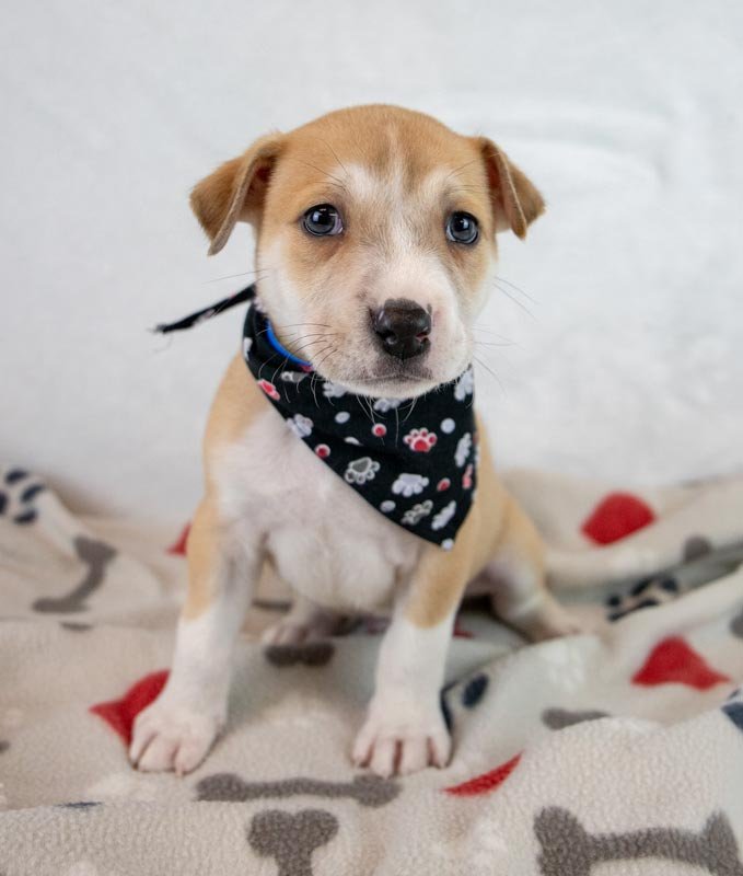 J.R. - Terrier / Shepherd available for adoption