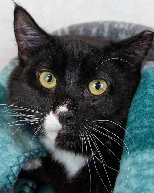 CASPIAN - Domestic Medium Hair / Tuxedo for adoption in Atlanta