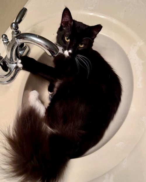 CASPIAN - Domestic Medium Hair / Tuxedo available for adoption