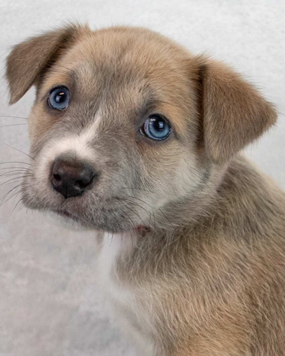 PAM - Terrier / Shepherd available for adoption