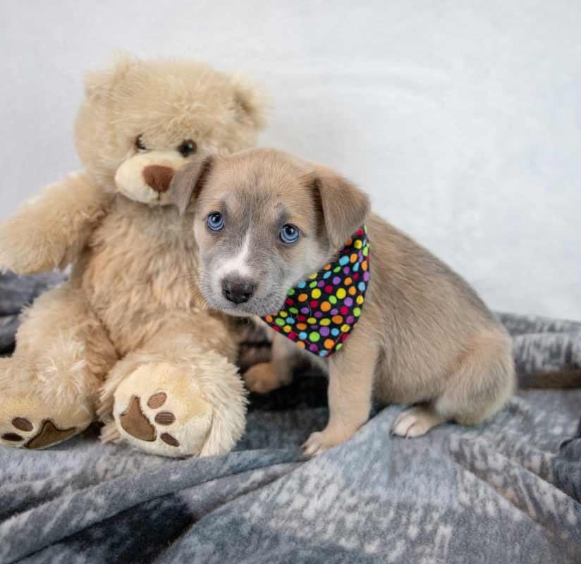 PAM - Terrier / Shepherd available for adoption