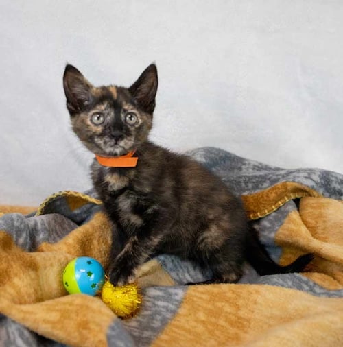 BLUEBERRY - Domestic Short Hair / Tortoiseshell available for adoption