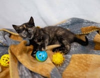 Blueberry - Photo 4
