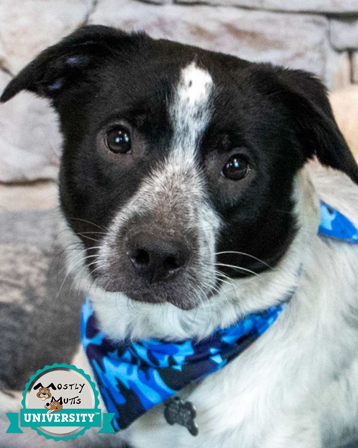 BESO - Border Collie / Labrador Retriever available for adoption