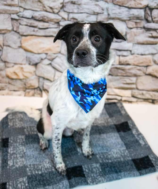 BESO - Border Collie / Labrador Retriever available for adoption