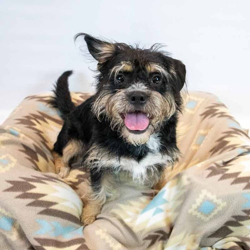 LINDEN - Terrier available for adoption
