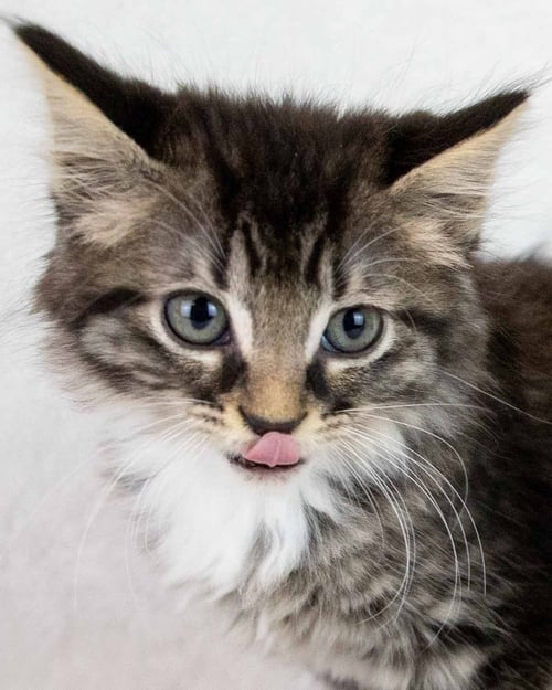 JYN - Domestic Medium Hair / Tabby available for adoption